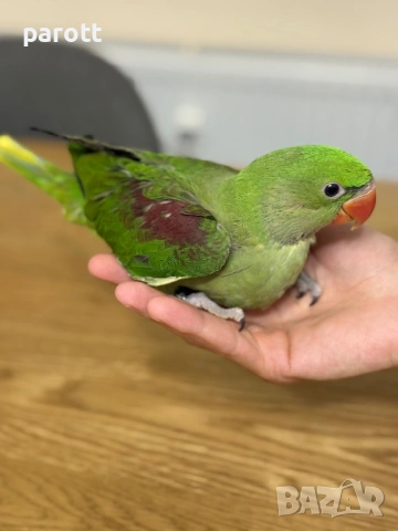 Ръчно хранен Голям Александър, снимка 3 - Папагали - 54097274