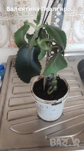 Каланхое дегреминтиана , снимка 5 - Стайни растения - 52594230