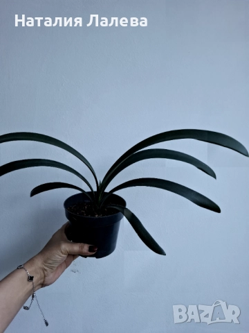 Кливия, Clivia, снимка 4 - Стайни растения - 52970608