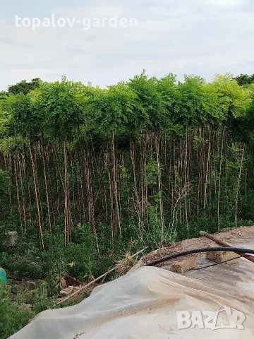 Кълбовидна акация. Robinia Pseudoacacia Umbraculifera, снимка 1 - Градински цветя и растения - 25292987