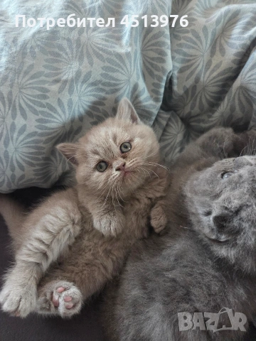 Котенца Британчета, снимка 6 - Британска късокосместа - 54273732