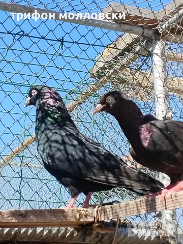 Гълъби на глас и въртене , снимка 3 - Гълъби - 51800997