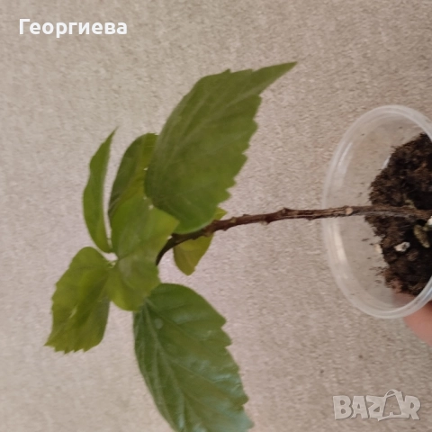 хибискус, снимка 3 - Стайни растения - 51104907