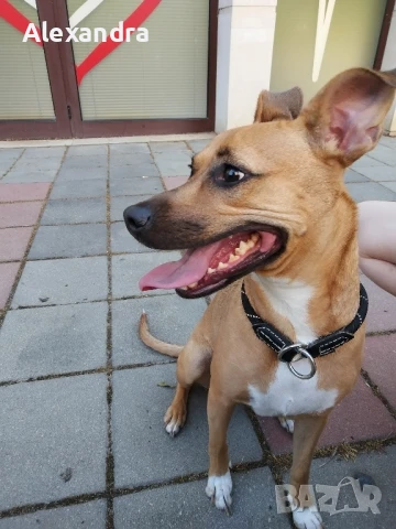 Разхождане и грижа за домашни любимци 