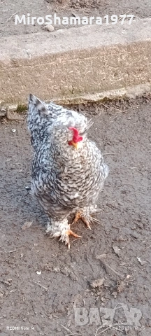 Свободни петли 