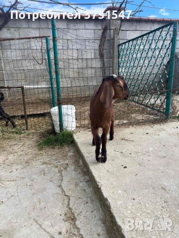  🐐 Продавам мъжки англо-нубийски ярета, снимка 13 - Кози - 53745937