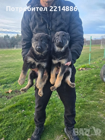 Немска овчарка работен тип, снимка 17 - Немска овчарка - 52970117