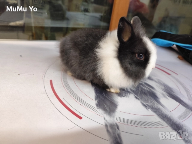 Декоративно зайче / заек, снимка 3 - Декоративни зайчета - 48443654