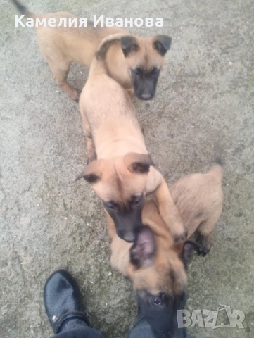 Продавам белгийски овчарки, снимка 4 - Белгийска овчарка - 52576640