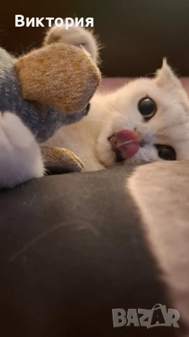 Котарак с порода клепоуха сребърна чинчила си търси женска , снимка 3 - Чинчили - 50580743