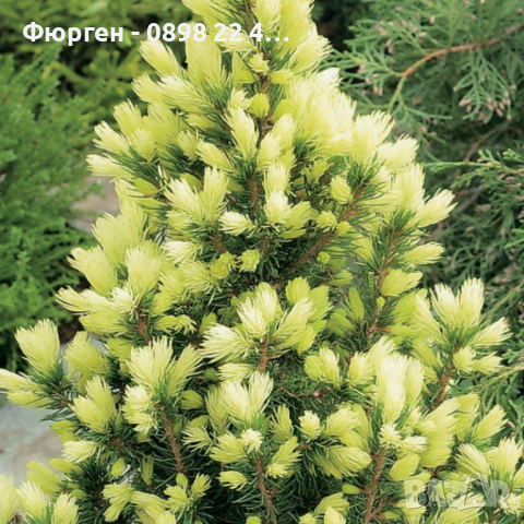 Канадски Смърч ”Дейзи Уайт” / Picea glauca ’Daisy’s White’, снимка 2 - Разсади - 45012802