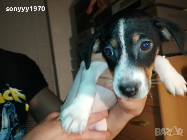 ДЖАК РЪСЕЛ ТЕРИЕР-ВИДИН 250ЛВ 1710251434