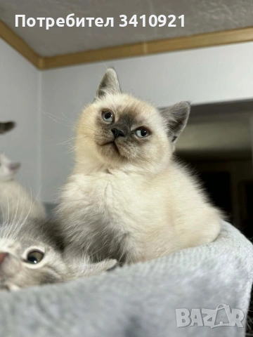 Колор-пойнт бебета 