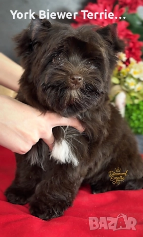 Йорк- момче с родословие! Шоколадов сладур за семейство с деца