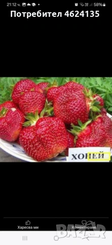 Целогодишен разсад ягоди и малини , снимка 3 - Сортови семена и луковици - 53621426