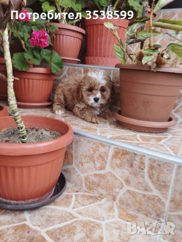 Кавапу , снимка 4 - Пудели - 52909276