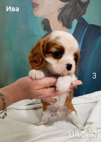 кавалер кинг чарлз шпаньол, снимка 13 - Кавалер кинг чарлз шпаньол - 52039746