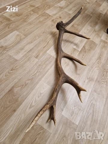 рог от елен, снимка 6 - Декорация за дома - 53660410