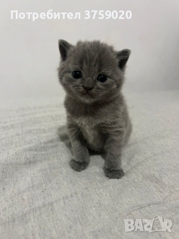 Британска късокосместа, снимка 8 - Британска късокосместа - 53825984