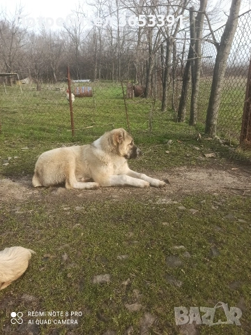 продавам средноазиатска овчарка