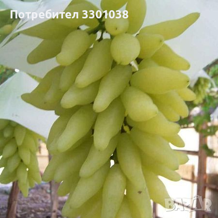 Резници Безсеменно грозде Лоза Кишмиш Голд Фингър Gold Finger, снимка 2 - Градински цветя и растения - 45061253