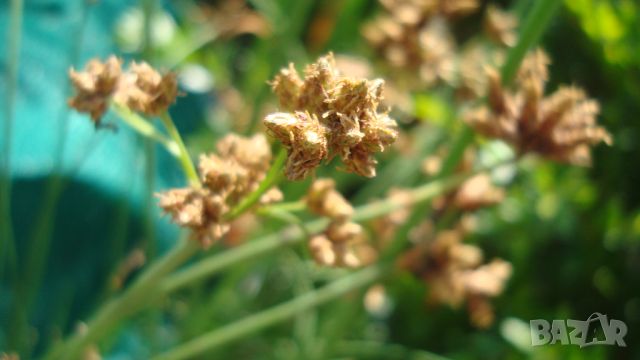 Езерен камъш, Сцирпус (Scirpus lacustris), снимка 1 - Градински цветя и растения - 45932837