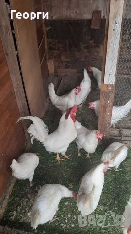 Пилета легхорн , снимка 3 - Кокошки и пуйки - 45768403