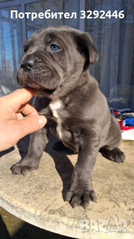 сладурче , снимка 3 - Кане корсо - 53140972