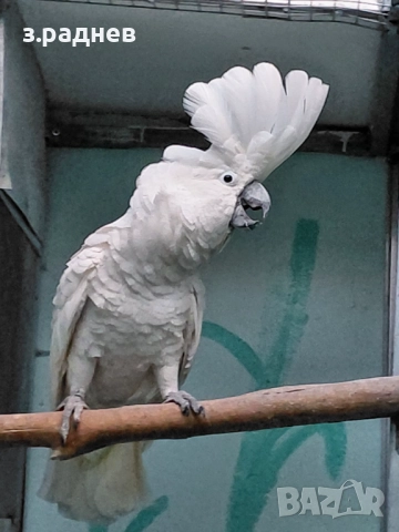 Какаду алба