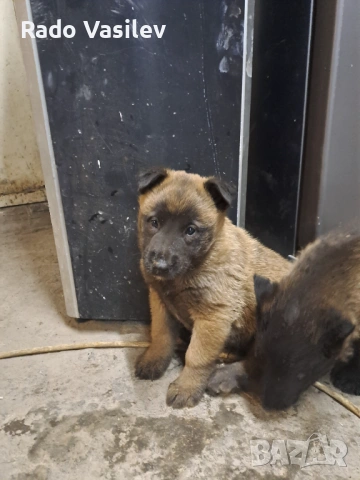 Малиноа си търсят нов дом, снимка 6 - Други животни - 54240140