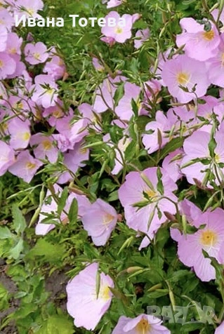 Йонотера розова