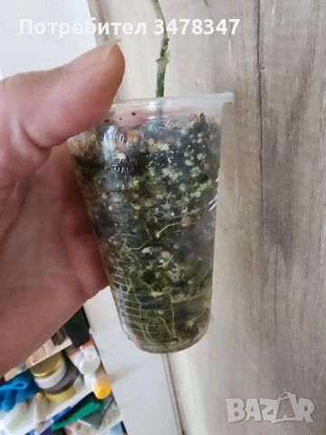 Хоя Campanulata, снимка 4 - Стайни растения - 53561976