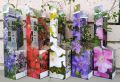 Клематис 4 цвята - многогодишно увивно цвете, снимка 1 - Градински цветя и растения - 45113664