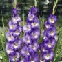 Гладиоли , снимка 3