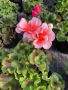 Pelargonium zonale (Моловка праскова), снимка 3