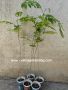 Албиция - 60см пикирана в кофички , снимка 1 - Градински цветя и растения - 46049149