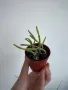 Рипсалис, Rhipsalis baccifera, mistletoe cactus, кактус, снимка 1