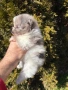 Померан момчета и момиче, снимка 6