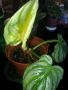 Philodendron Plowmanii Citrus , снимка 3