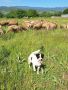 Продавам овце за Курбан Байрам, снимка 1 - Овце - 45879789