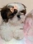 момче и момиче Ши Тцу, снимка 3