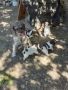 Кученца италиански лагото ромаьоло,две женски и две мъжки., снимка 14