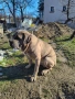 Продавам чистокръвни Кане Корсо , снимка 2