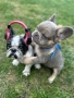 Френски булдог, снимка 8