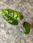 Philodendron Burle Marx Variegata , снимка 1