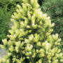 Канадски Смърч ”Дейзи Уайт” / Picea glauca ’Daisy’s White’, снимка 2