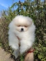 Померан померани , снимка 5