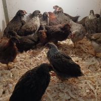 Продавам пилета , снимка 5 - Кокошки и пуйки - 45354796