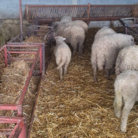 Продавам овце, снимка 12 - За селскостопански - 44937151