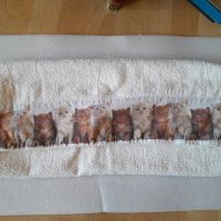 Хавлиена кърпа с котета, снимка 2 - Хавлиени кърпи - 45234066